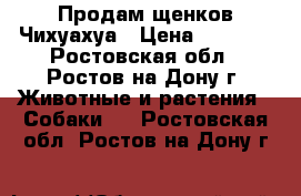 Продам щенков Чихуахуа › Цена ­ 6 000 - Ростовская обл., Ростов-на-Дону г. Животные и растения » Собаки   . Ростовская обл.,Ростов-на-Дону г.